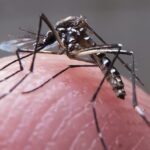 Cidade do Rio anuncia fim da epidemia de dengue | Brasil