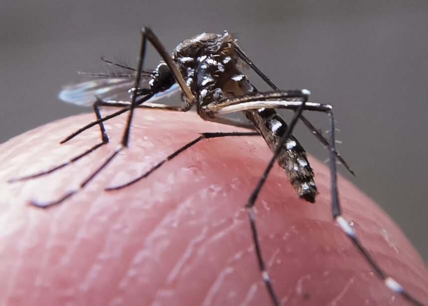 Cidade do Rio anuncia fim da epidemia de dengue | Brasil