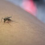 Inovação contribui para o combate à dengue