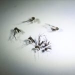 Com mais dois registros em Pindamonhangaba e um em Bragança Paulista, Vale e região chegam a 43 mortes por dengue em 2024