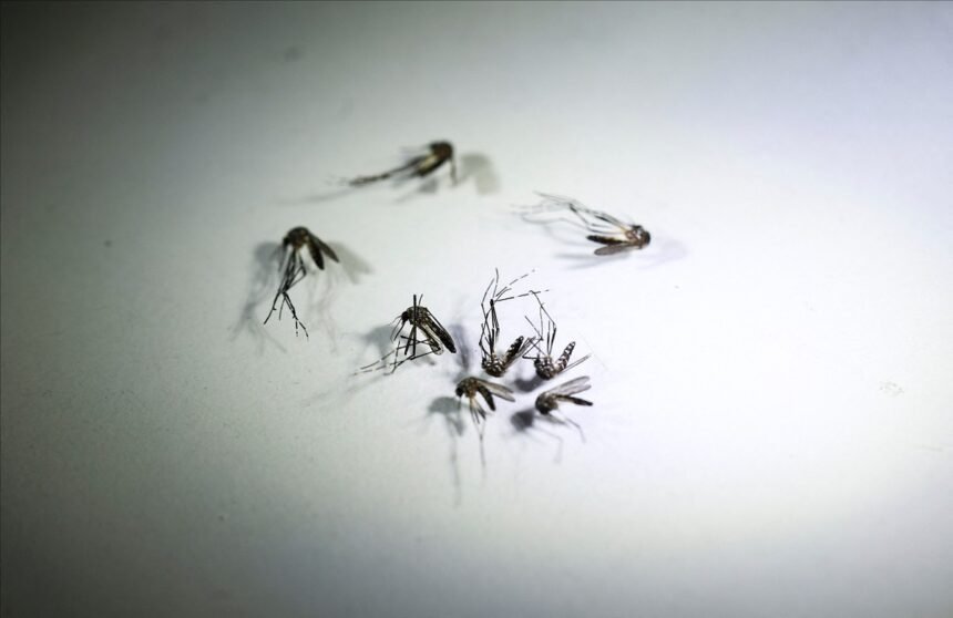 Com mais dois registros em Pindamonhangaba e um em Bragança Paulista, Vale e região chegam a 43 mortes por dengue em 2024