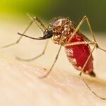 Com mais seis óbitos por dengue registrados em São José dos Campos, região chega a 70 mortes pela doença