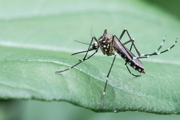 Dengue: número de casos já é o dobro em relação ao registrado no ano passado