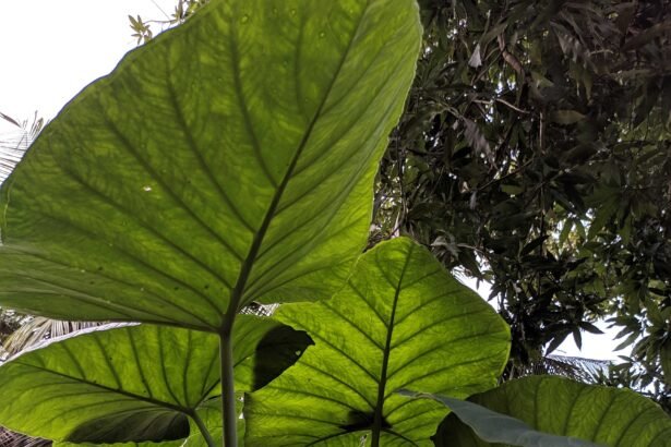 (Não usar após 20/12/2024. Consulte Fotografia) - Folhas de taioba, foto tirada de baixo pra cima.. Foto: Wanderly/Adobe Stock