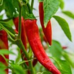 Red hot chili peppers growing in a garden.